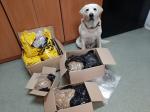 Pies służbowy - beżowy labrador Lugo i cztery kartony zawierające foliowe paczki z zatrzymanym tytoniem