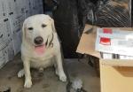 Pies służbowy - labrador Lugo obok paczek zatrzymanych papierosów