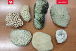 7 koralowców
