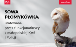 Sowa płomykówka uratowana przez funkcjonariuszy z małopolskiej KAS i Policjantów