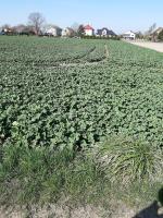 Nieruchomość gruntowa niezabudowana składa się z działki o numerze 36/4 o powierzchni 1,3144
ha. Granice tworzą obszar wieloboku o dobrej konfiguracji granic. Nieruchomość położona jest w
rejonie ulicy Diamentowej i Stawowej, w południowo – zachodniej części Zatora  w promieniu około 2 km od centrum miasta
(Rynek w Zatorze)